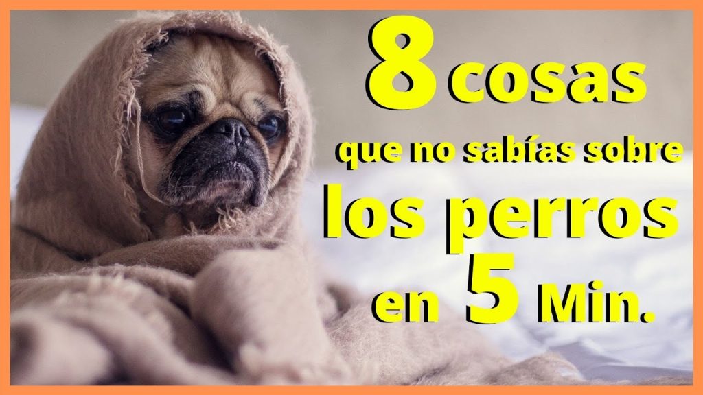 8 curiosidades sobre los perros que no sabias -