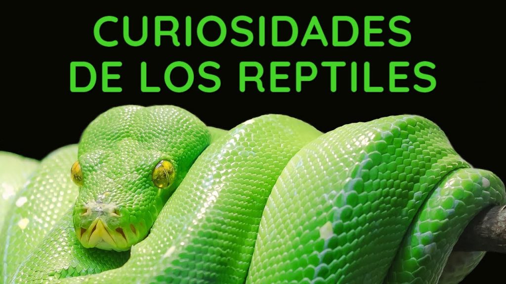 8 curiosidades sobre los reptiles que no sabias -