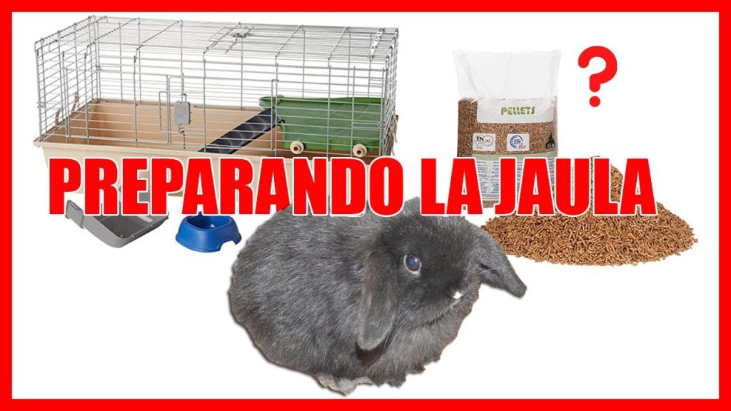 como acondicionar la jaula de un conejo -