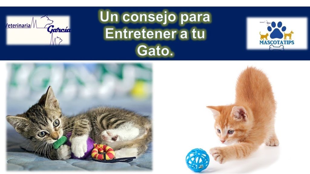 como conseguir que mi gato haga ejercicio -