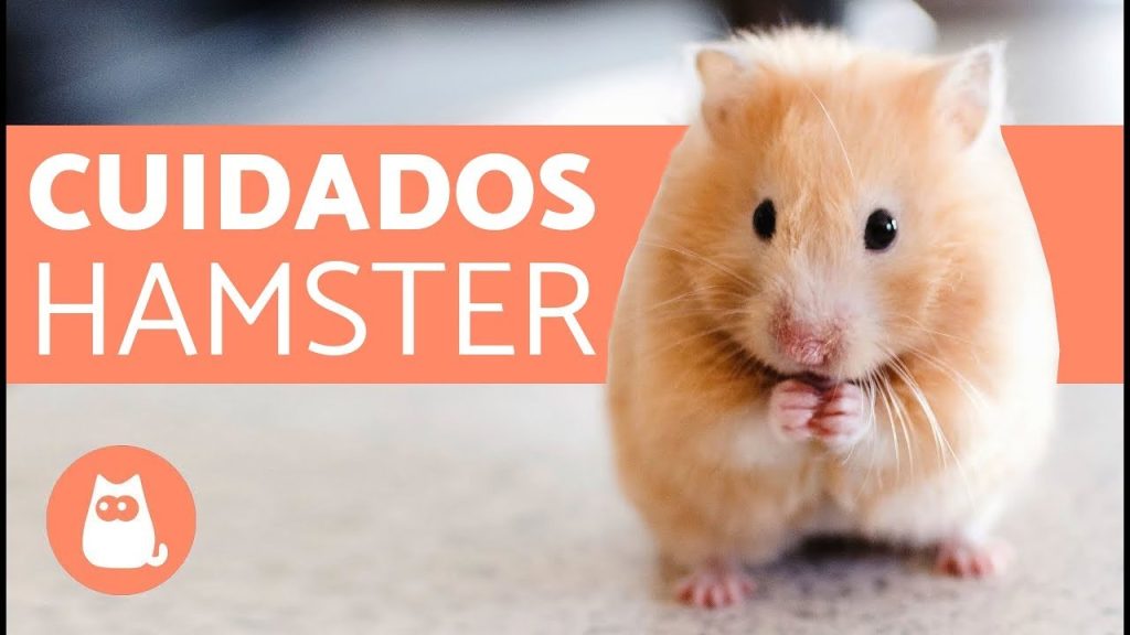 como cuidar a tu hamster -