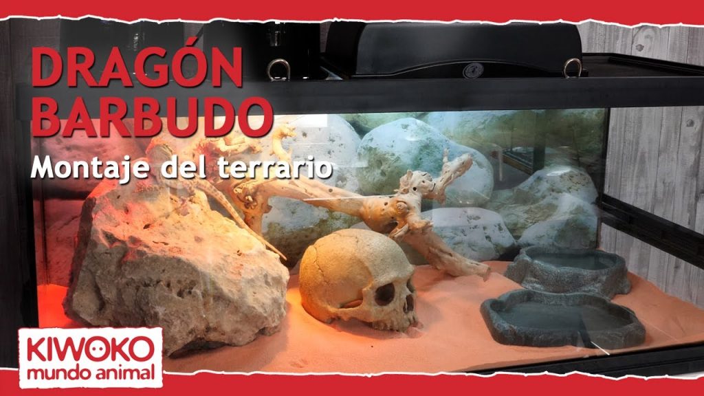 como debe ser el terrario de una pogona -