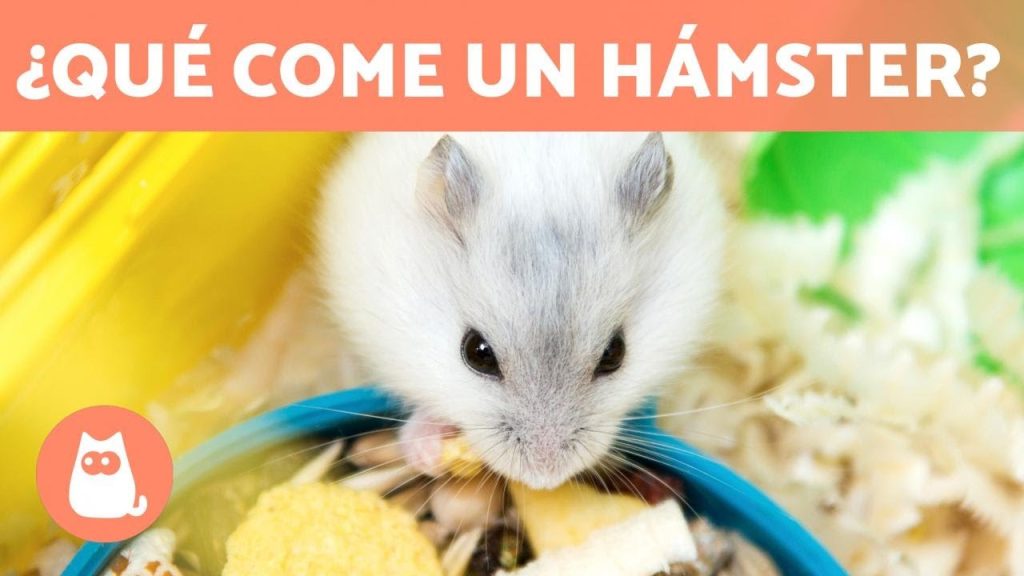 como debe ser la alimentacion de un hamster -