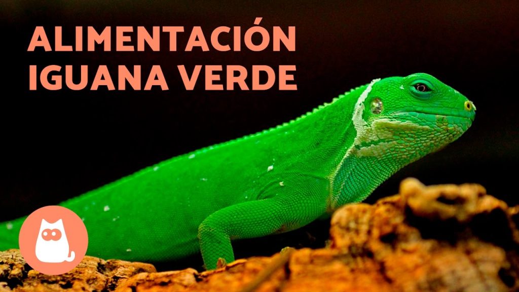 como debe ser la alimentacion de una iguana -