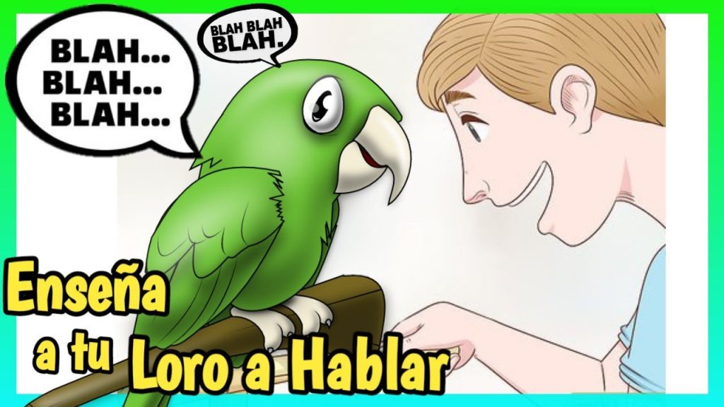 como ensenar a hablar a un loro -