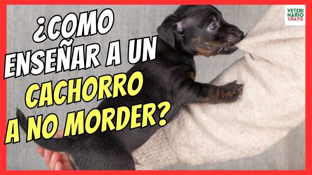 como ensenar a tu cachorro a no morder -