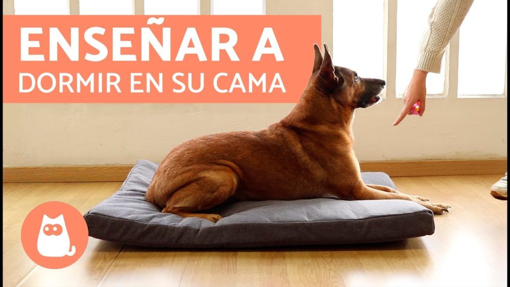 como ensenar a tu perro a dormir en su cama -