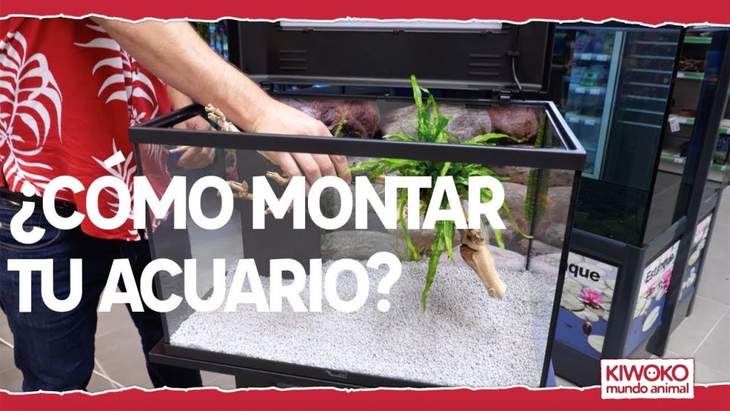 como preparar una pecera para tener peces en casa -