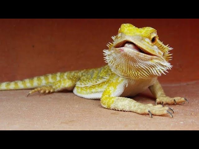 10 Señales Clave para Saber si tu Pogona está Sana - Guía Completa - como saber si tu pogona esta sana -