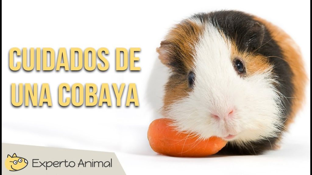 consejos para cuidar a tu cobaya -