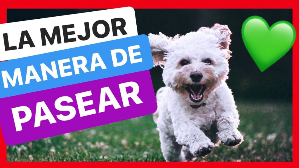 consejos para pasear a tu perro -