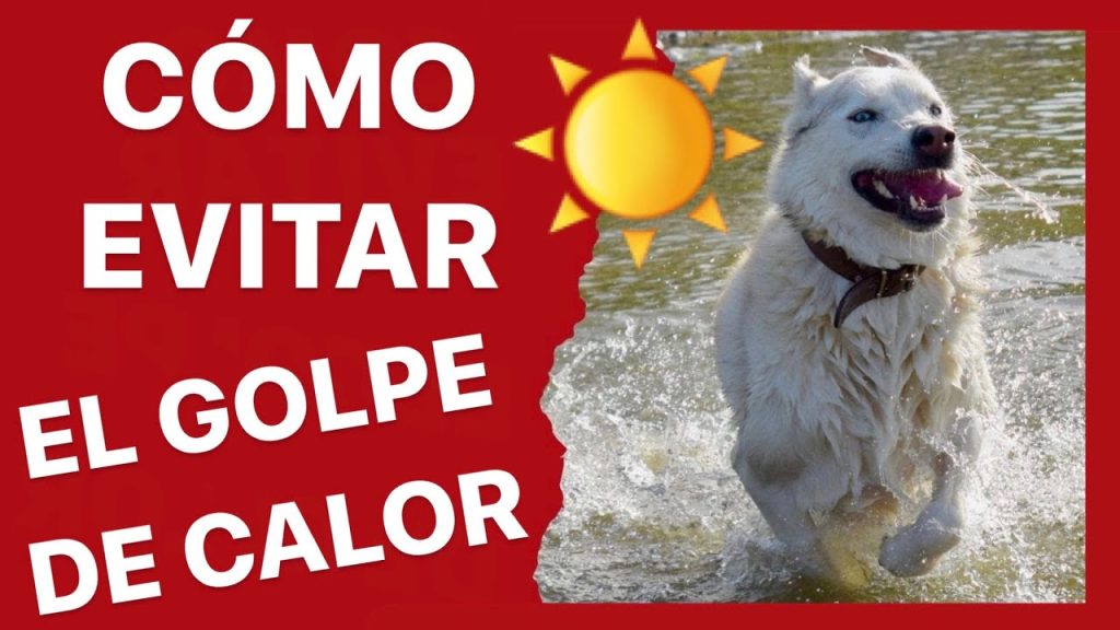 consejos para pasear a tu perro en verano -