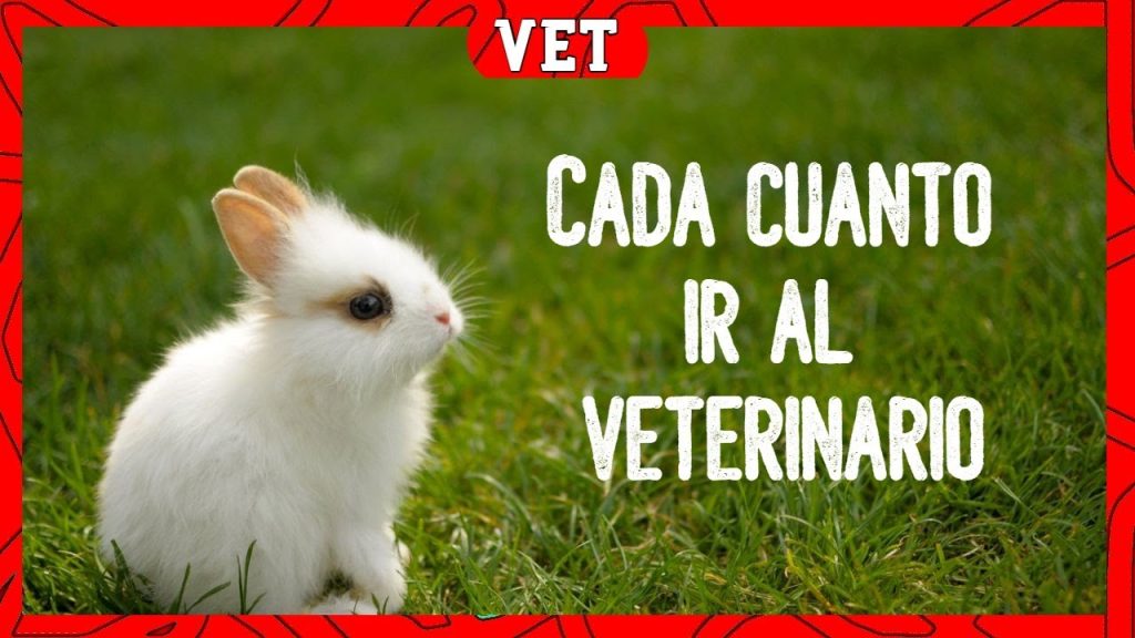 cuando llevar a mi conejo al veterinario -