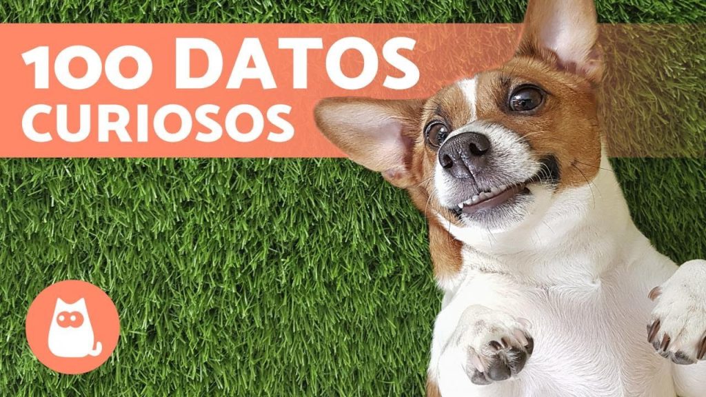 curiosidades sobre las mascotas del mundo -