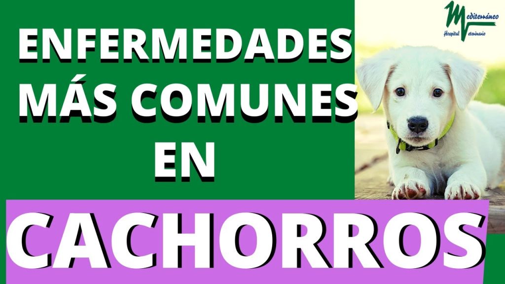 enfermedades de los perros mas comunes -