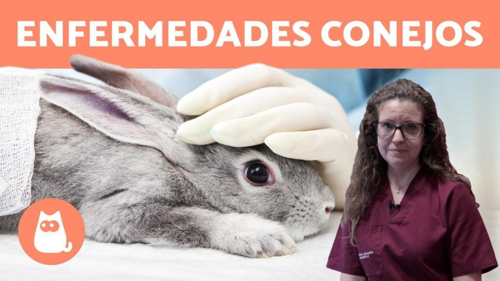 enfermedades mas comunes en los conejos -