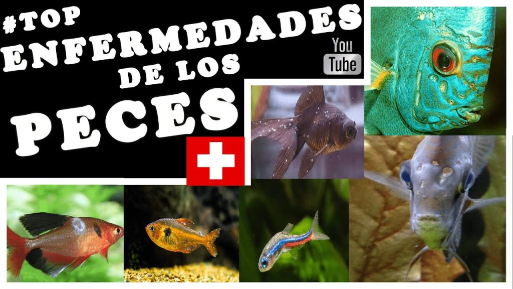 enfermedades mas comunes en los peces -