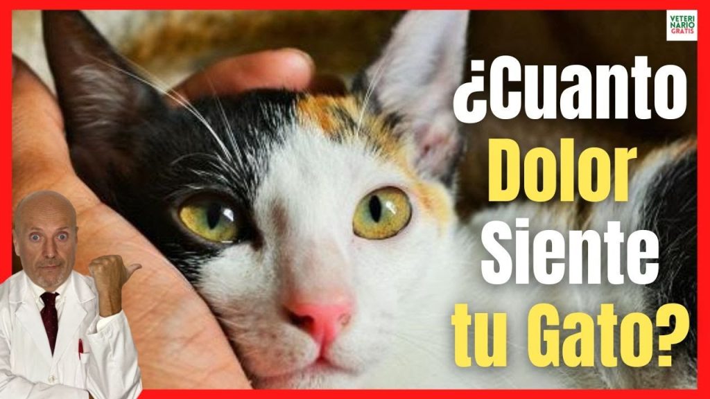 escala de muecas felinas para evaluar el dolor en gatos -