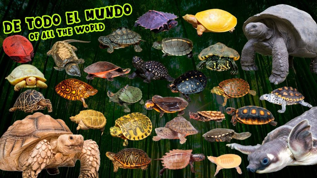 especies de tortugas alrededor del mundo -