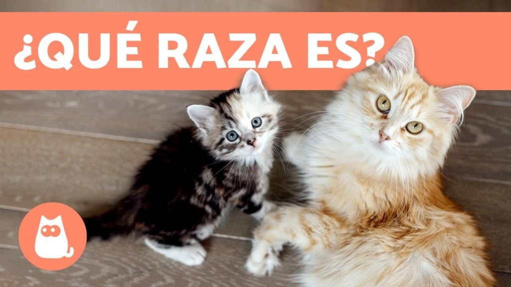 las razas de gato mas comunes -