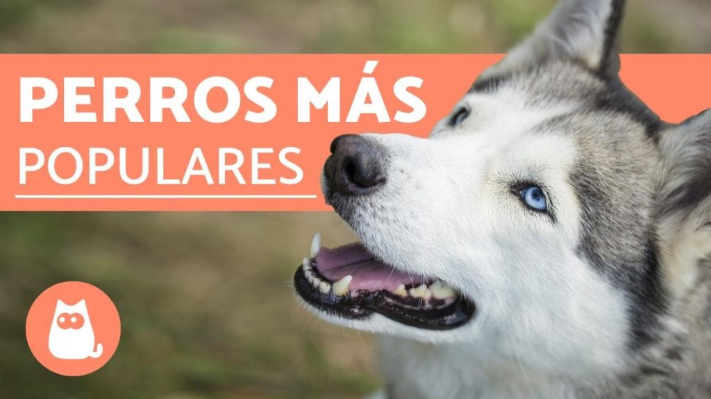 las razas de perro mas comunes -