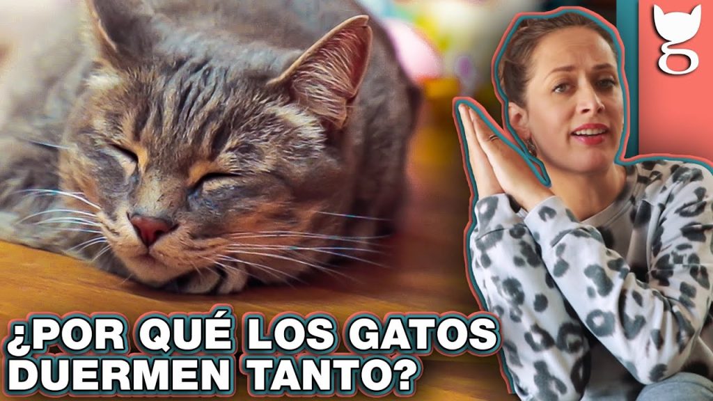 por que los gatos duermen tanto -