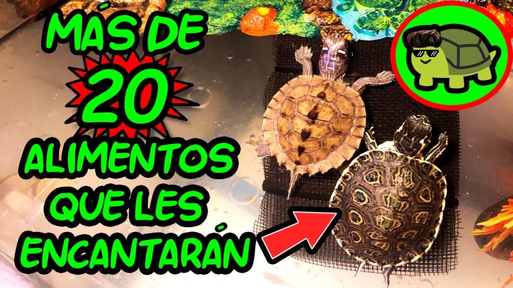 que dieta tienen las tortugas -