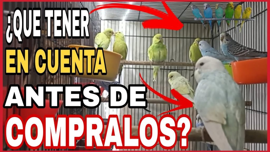 que tener en cuenta antes de comprar un pajaro -