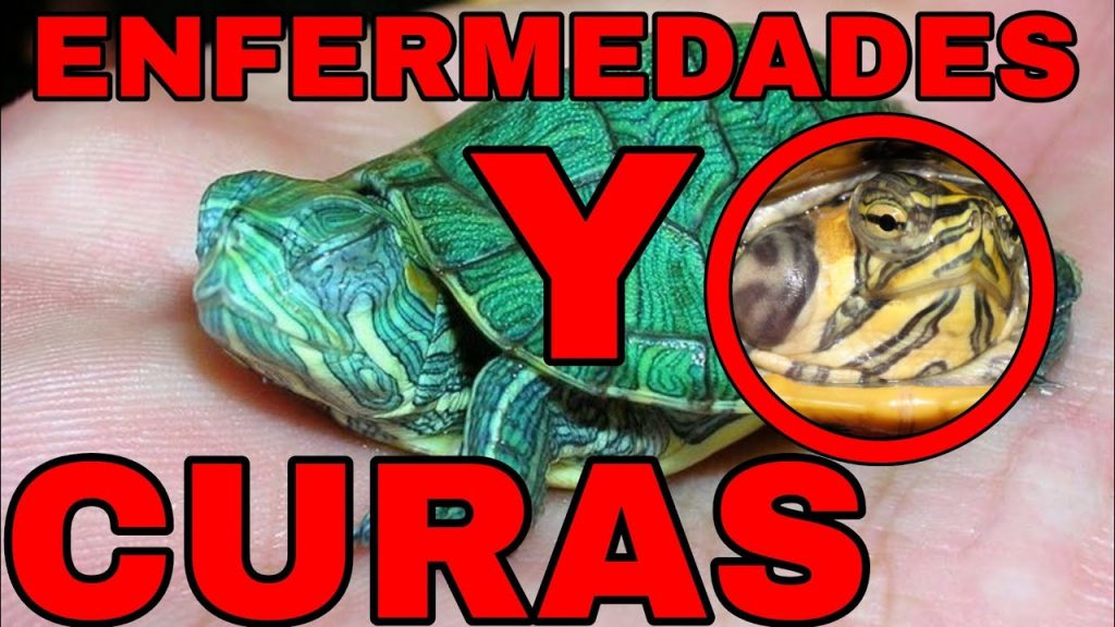 resfriados en tortugas -