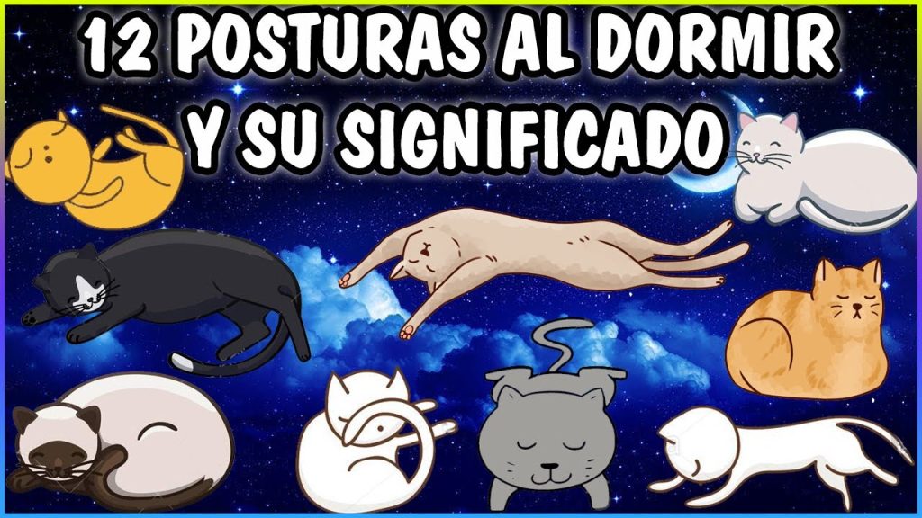 significado de las posturas de los gatos cuando duermen -