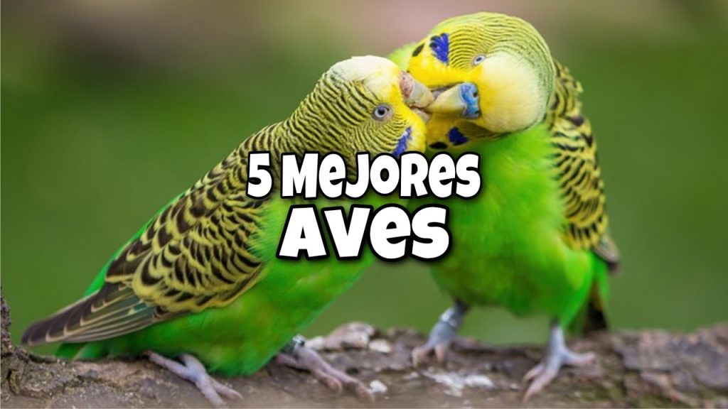 tipos de aves que puedes tener en casa -