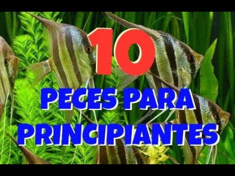 tipos de peces que puedes tener en casa -