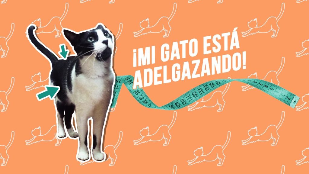 tu gato esta perdiendo peso -