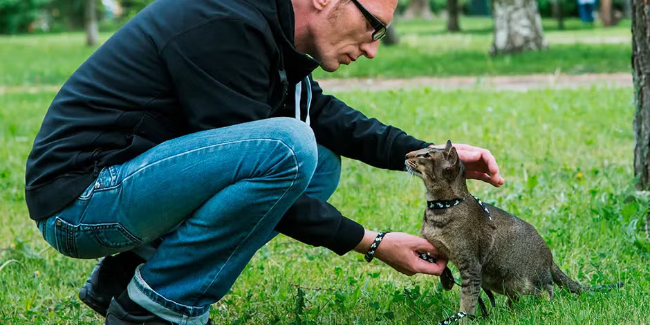 como entrenar un gato -